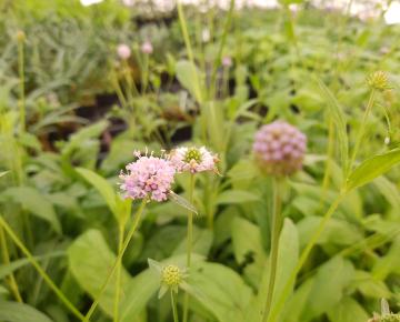 Succisella inflexa 'Frosted Pearls'