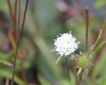 Succisa pratensis 'Alba'