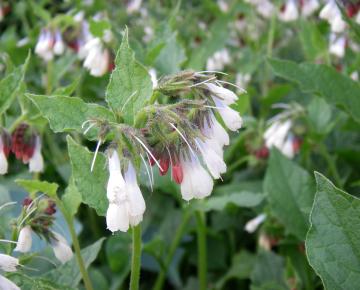 Symphytum grandiflorum 'Hidcote Blue'
