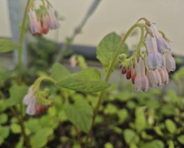 Symphytum grandiflorum 'Hidcote Pink'