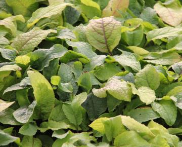 Symphytum grandiflorum