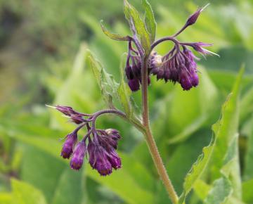 Symphytum officinale