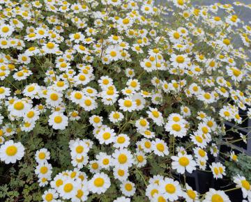 Tanacetum niveum 'Jackpot'