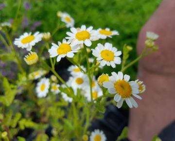 Tanacetum parthenium ( Chrysanthemum)