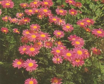Tanacetum coccineum 'Robinson's Rose'