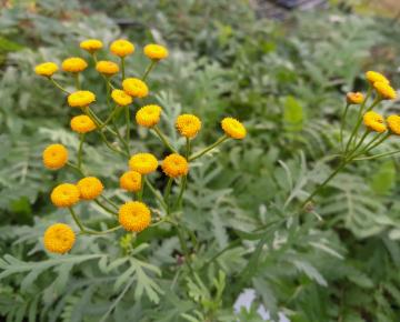 Tanacetum vulgare (Chrysanthemum vulgare)