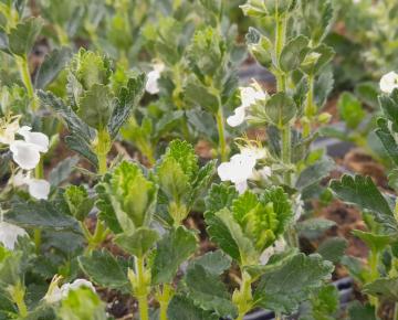 Teucrium chamaedrys 'Album'