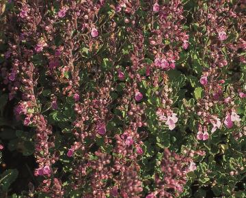 Teucrium chamaedrys