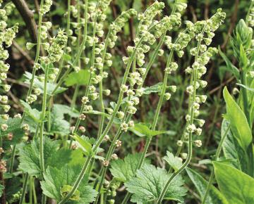 Tellima grandiflora