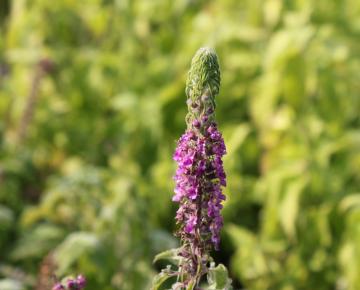Teucrium hyrcanicum 'Paradise Delight'