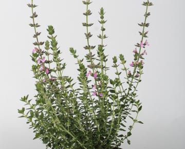 Teucrium lucidrys (x)
