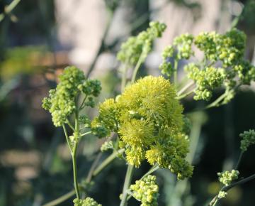 Thalictrum aquilegifolium