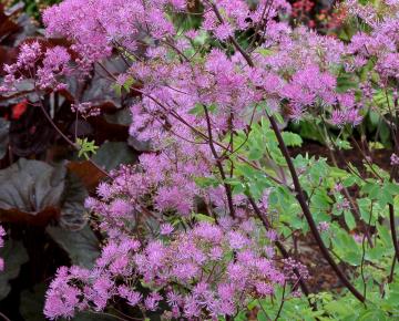 Thalictrum 'Black Stockings' ®