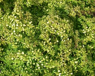 Thymus citriodorus 'Bertram Anderson'