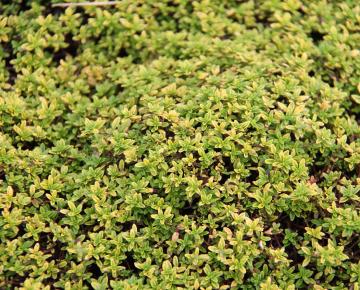 Thymus citriodorus 'Aureus'