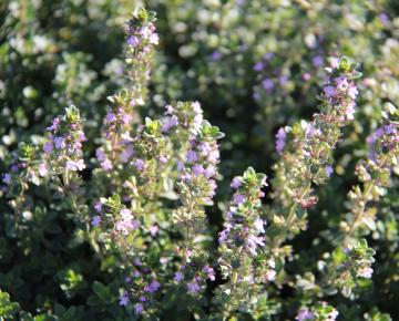Thymus citriodorus (x)