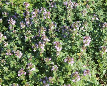 Thymus citriodorus 'Silver Queen'