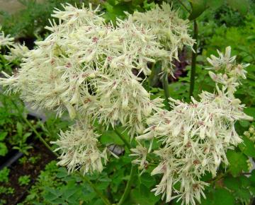 Thalictrum delavayi 'Album'