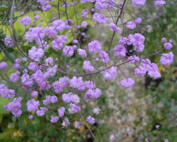 Thalictrum delavayi 'Hewitt's Double'