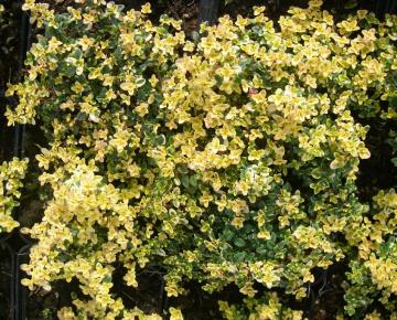 Thymus citriodorus 'Doone Valley'