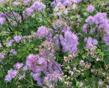 Thalictrum  'Elin'
