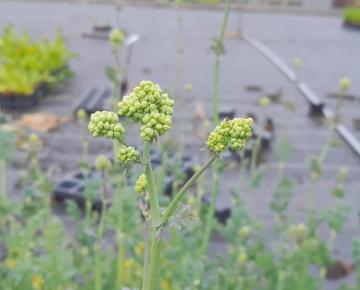 Thalictrum flavum subsp.glaucum