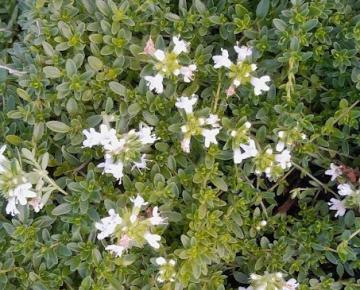 Thymus praecox 'Albiflorus'