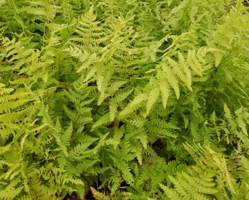 Thelypteris palustris