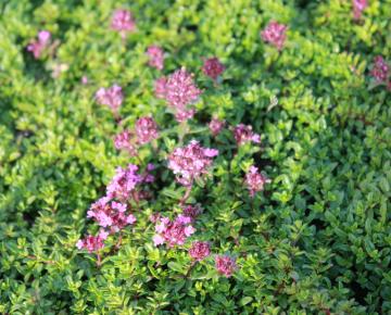 Thymus praecox 'Coccineus'