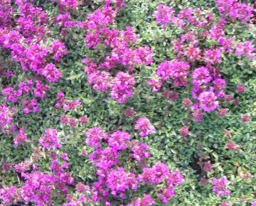 Thymus praecox 'Purple Beauty' ('Atropurpureum')