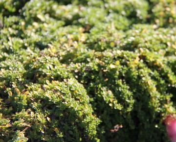Thymus praecox 'Pseudolanuginosus'