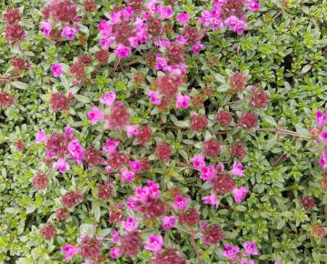 Thymus praecox 'Red Carpet'