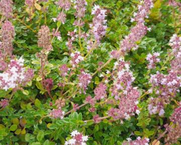 Thymus pulegioides
