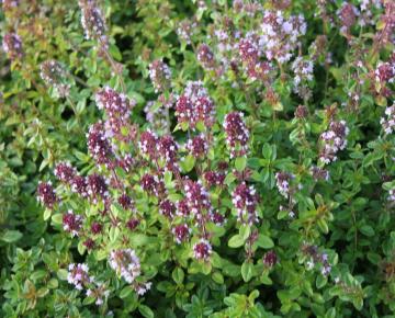 Thymus serpyllum