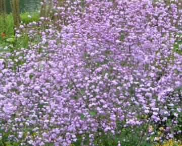 Thalictrum  'Splendide' ®