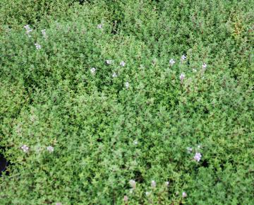 Thymus vulgaris 'Compactus'