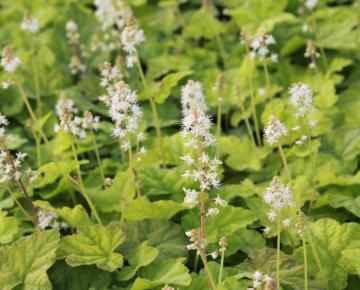 Tiarella cordifolia