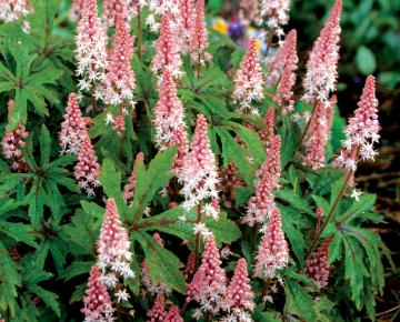 Tiarella  'Pink Skyrocket' PBR