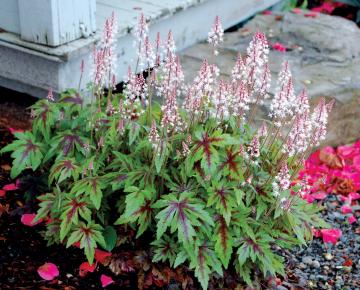 Tiarella  'Sugar & Spice' PBR