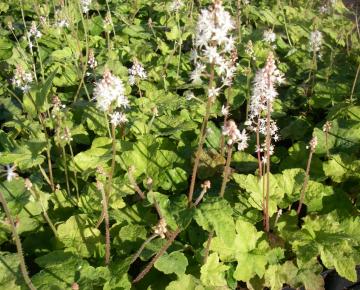 Tiarella wherryi