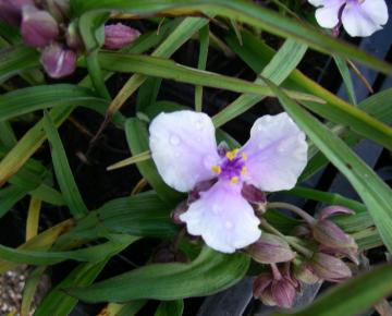 Tradescantia  'Bilberry Ice'