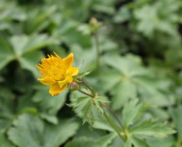 Trollius chinensis 'Golden Queen'