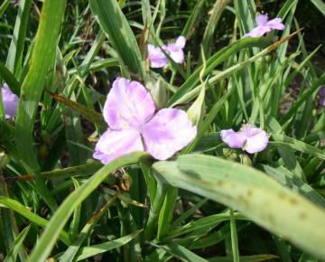 Tradescantia  'Charlotte'