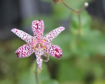 Tricyrtis formosana 'Dark Beauty'