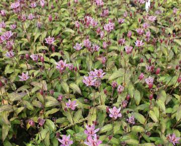 Tricyrtis formosana 'Dark Form'