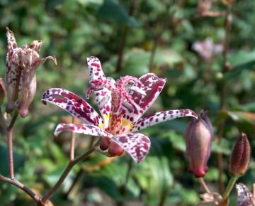 Tricyrtis formosana (stolonifera)