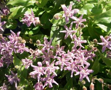 Tricyrtis hirta