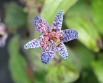Tricyrtis hirta 'Miyazaki'