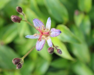 Tricyrtis hirta 'Taiwan Adbane'