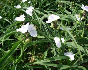 Tradescantia  'Innocence'